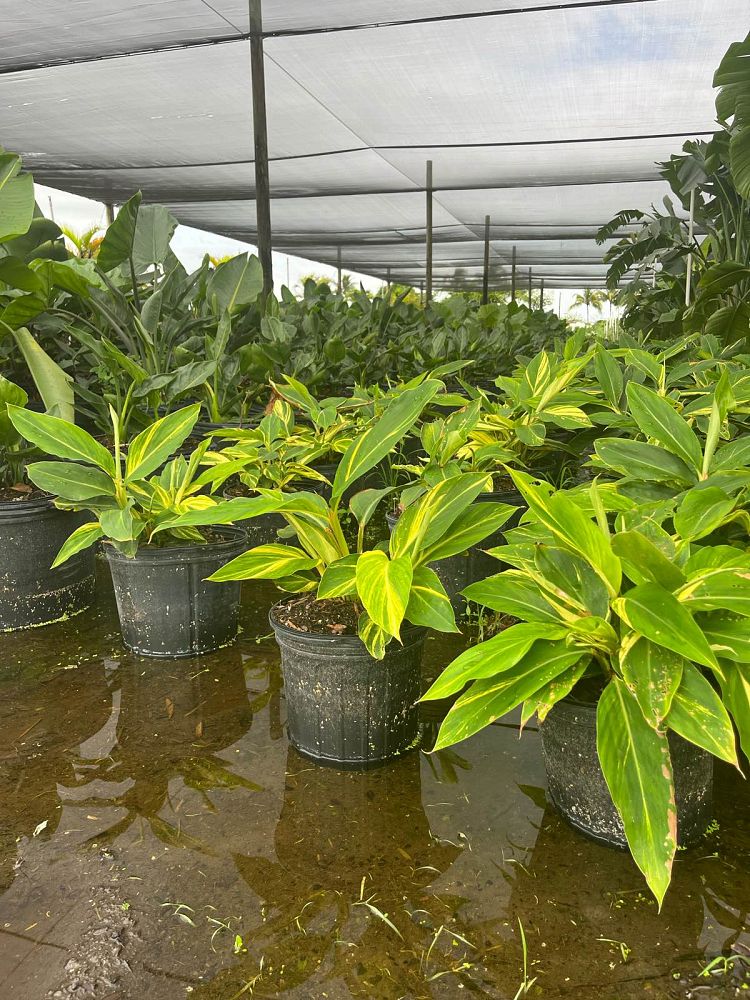 alpinia-zerumbet-variegata-shell-ginger-variegated