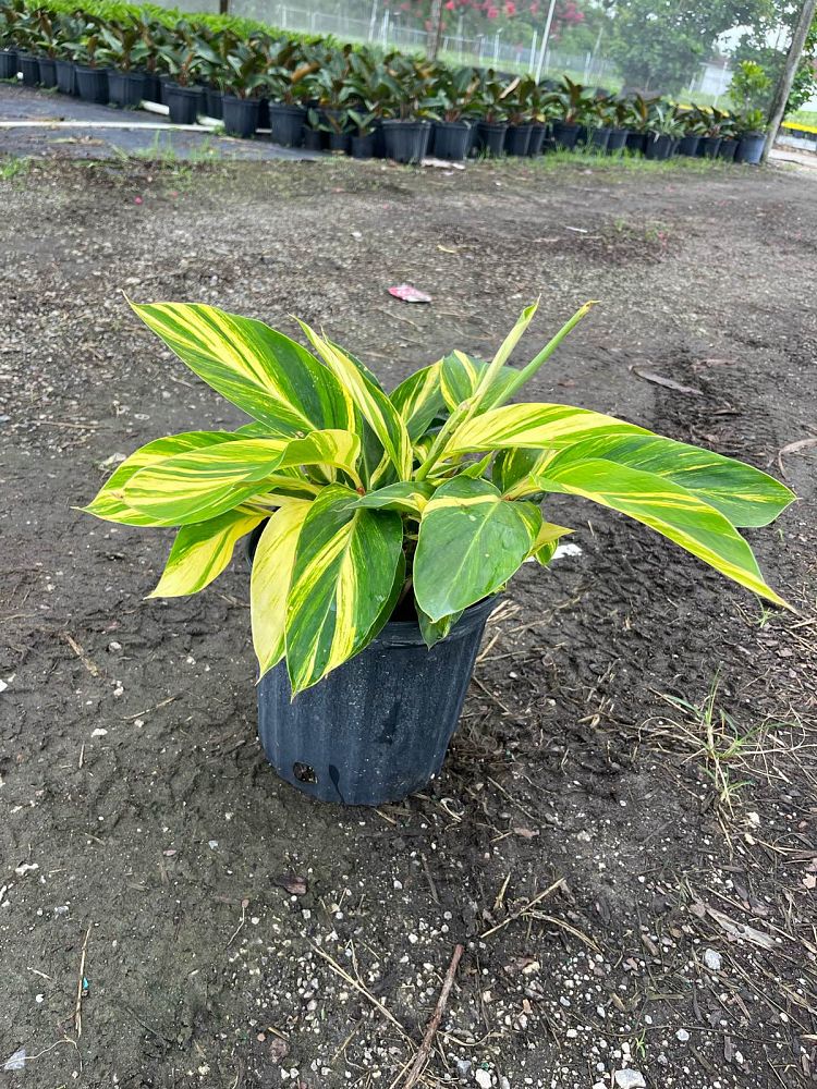 alpinia-zerumbet-variegata-shell-ginger-variegated