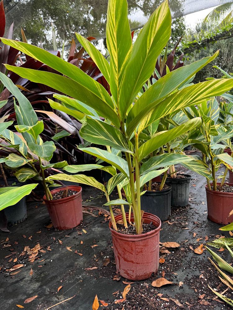 alpinia-zerumbet-variegata-shell-ginger-variegated