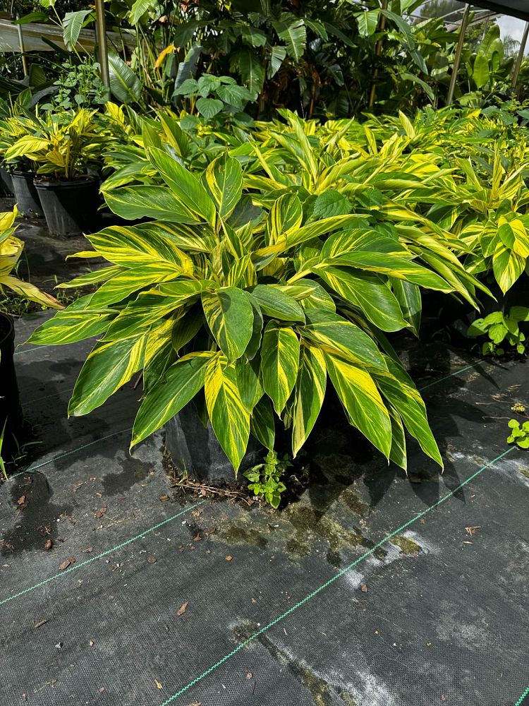 alpinia-zerumbet-variegata-shell-ginger-variegated