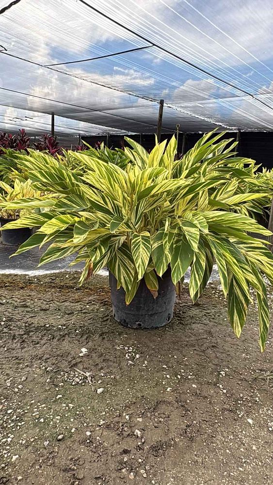 alpinia-zerumbet-variegata-shell-ginger-variegated