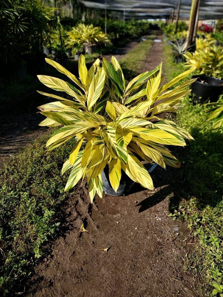 alpinia-zerumbet-variegata-shell-ginger-variegated