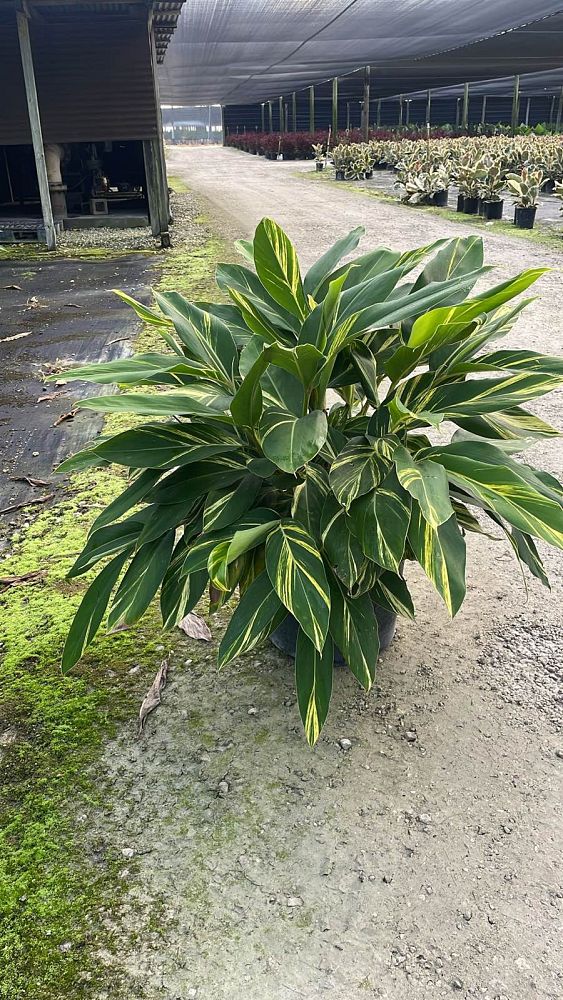 alpinia-zerumbet-variegata-shell-ginger-variegated