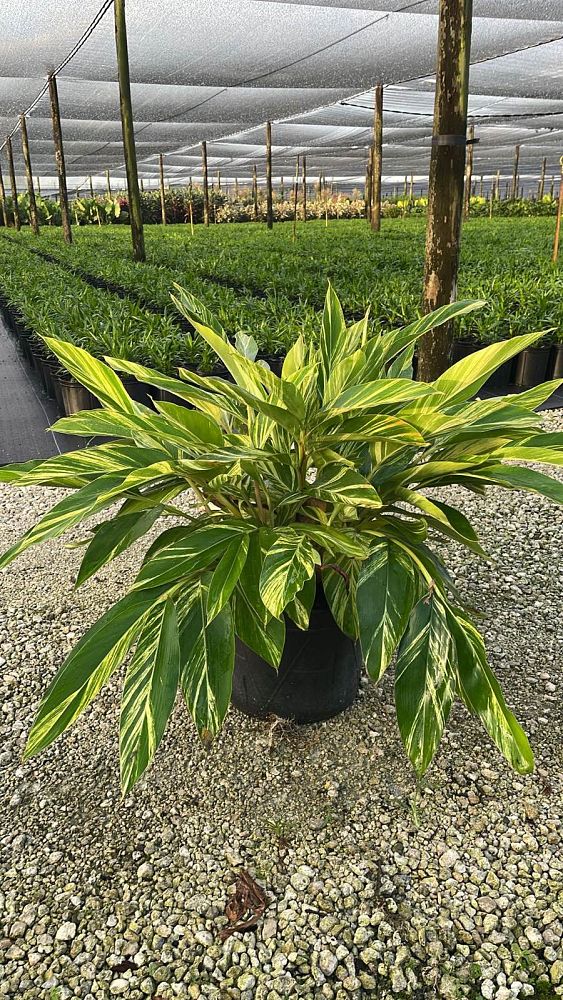 alpinia-zerumbet-variegata-shell-ginger-variegated