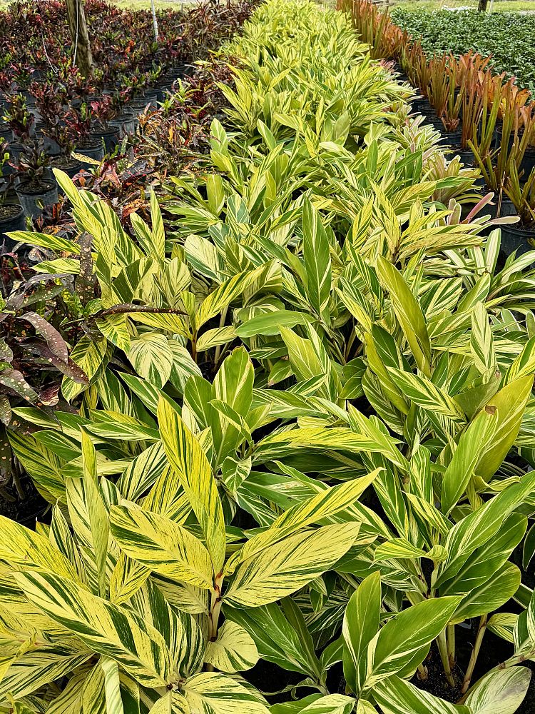 alpinia-zerumbet-variegata-shell-ginger-variegated