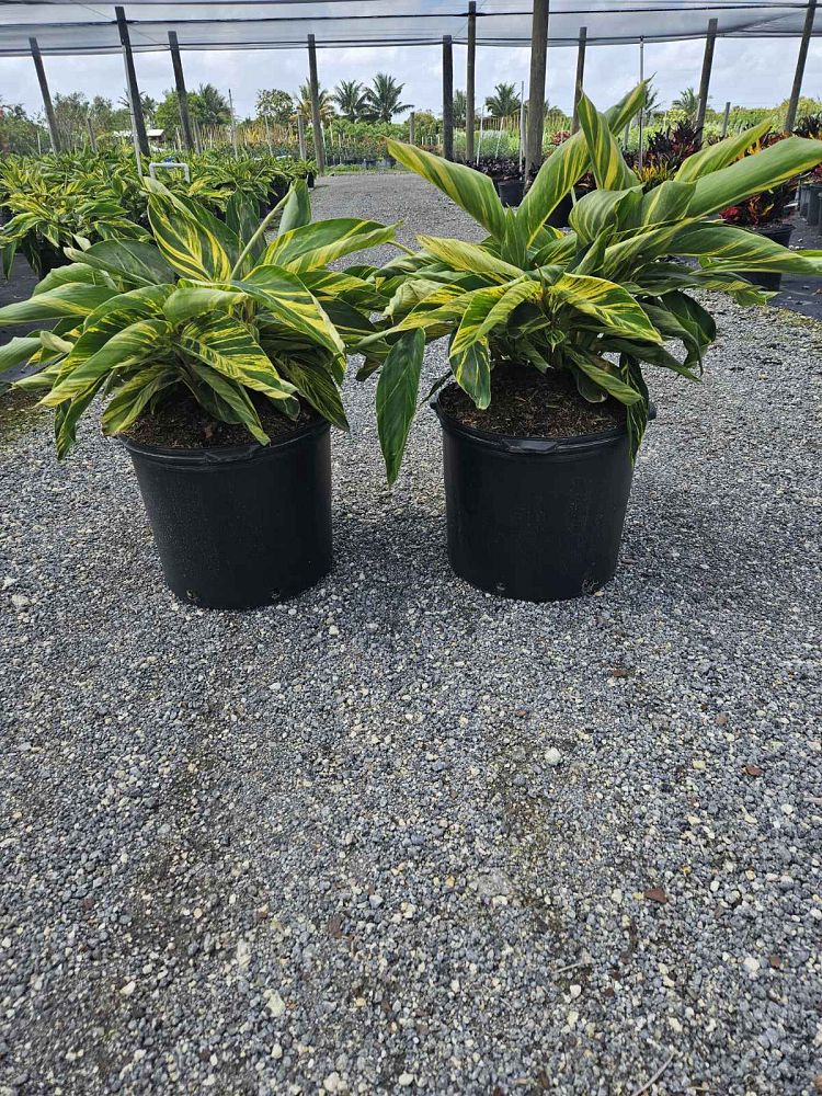 alpinia-zerumbet-variegata-shell-ginger-variegated