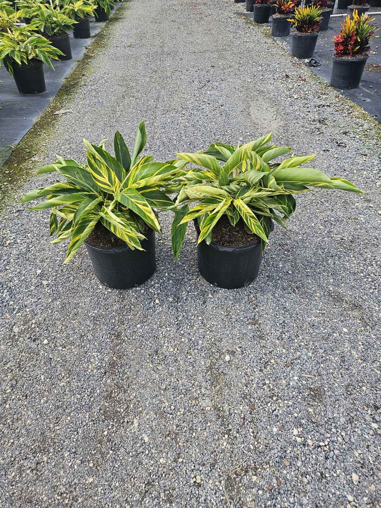 alpinia-zerumbet-variegata-shell-ginger-variegated