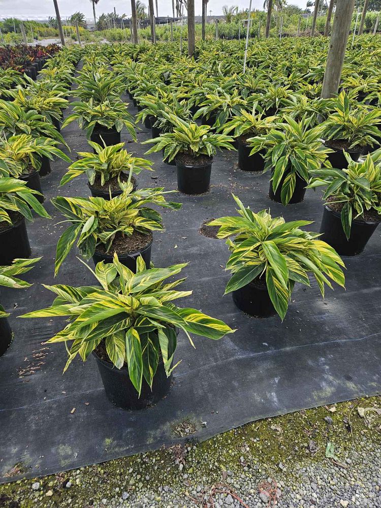 alpinia-zerumbet-variegata-shell-ginger-variegated