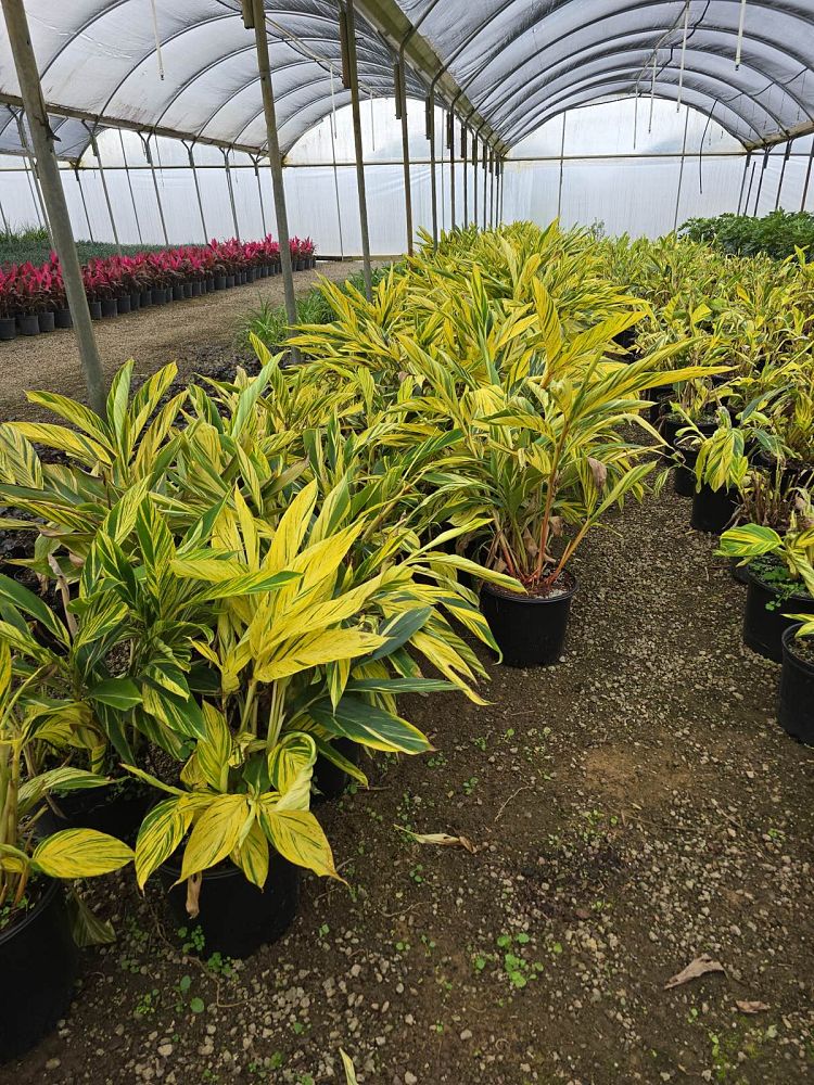 alpinia-zerumbet-variegata-shell-ginger-variegated