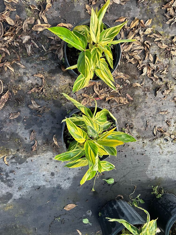 alpinia-zerumbet-variegata-shell-ginger-variegated