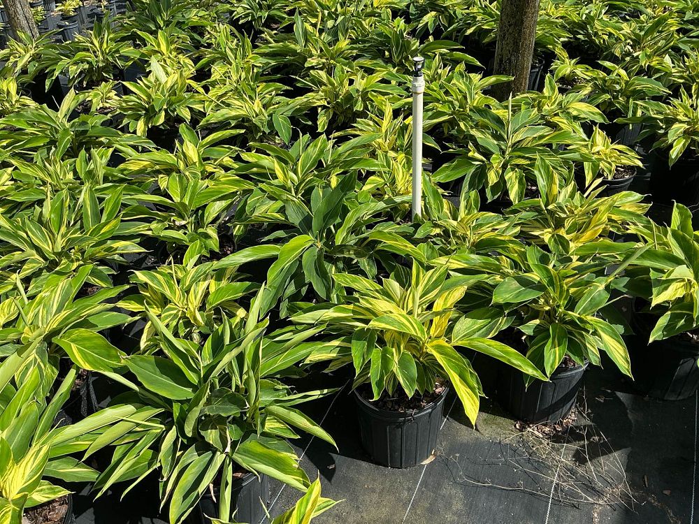 alpinia-zerumbet-variegata-shell-ginger-variegated