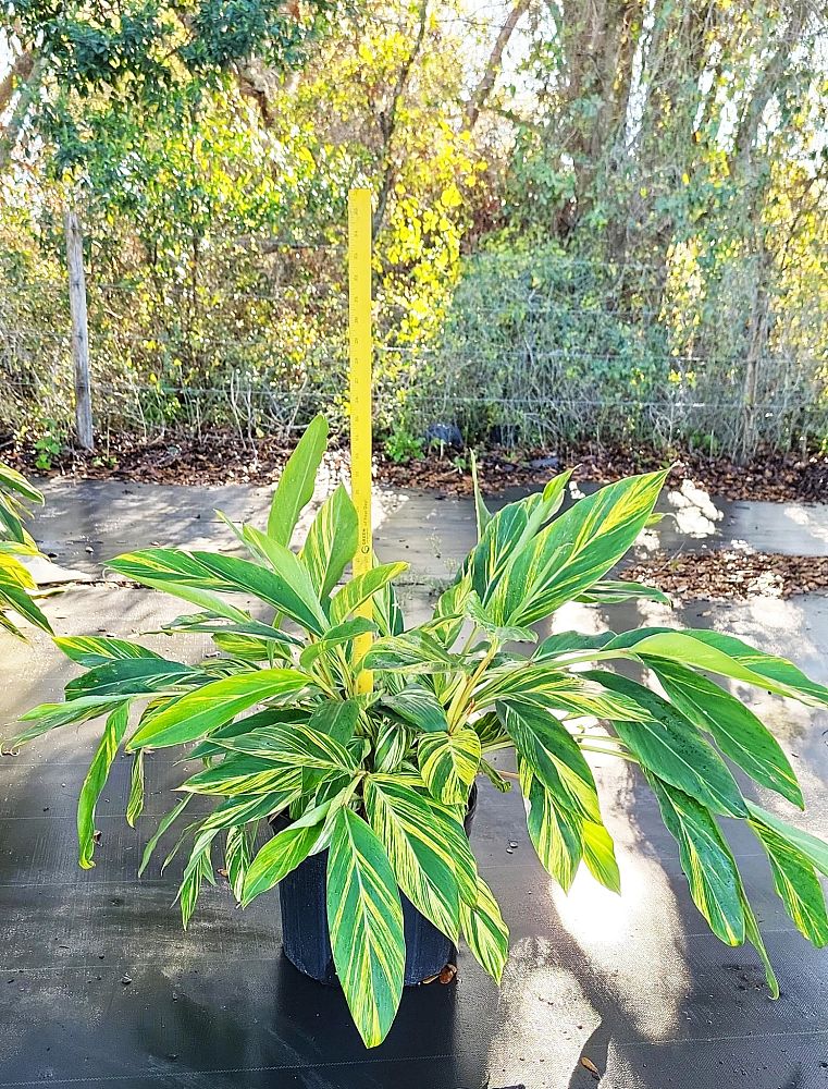 alpinia-zerumbet-variegata-shell-ginger-variegated