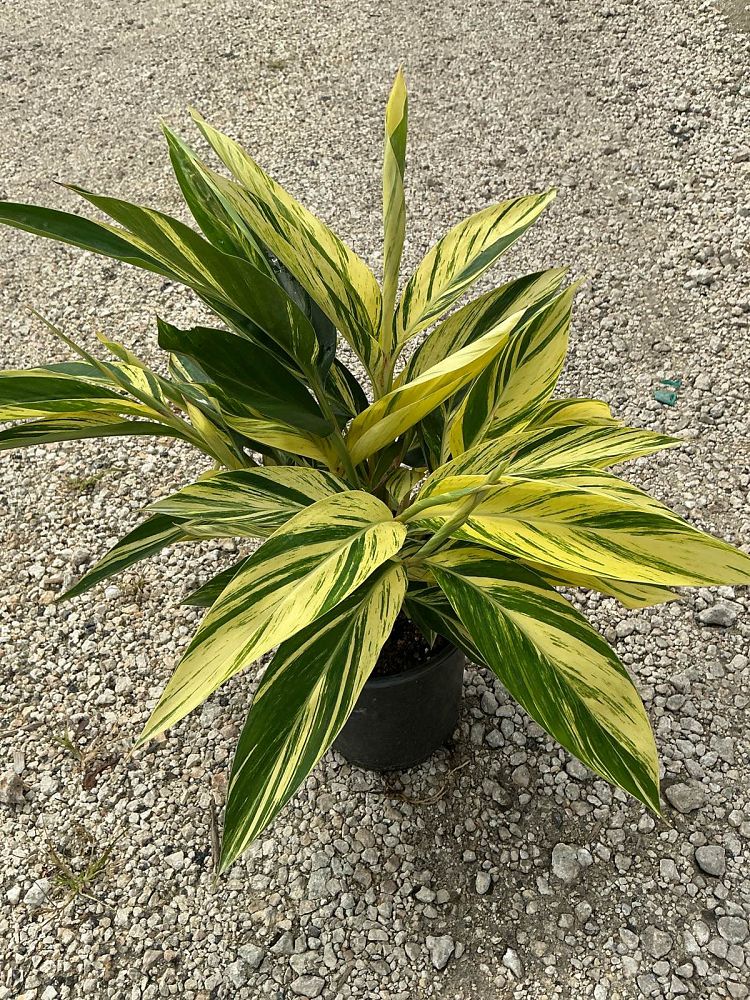alpinia-zerumbet-variegata-shell-ginger-variegated
