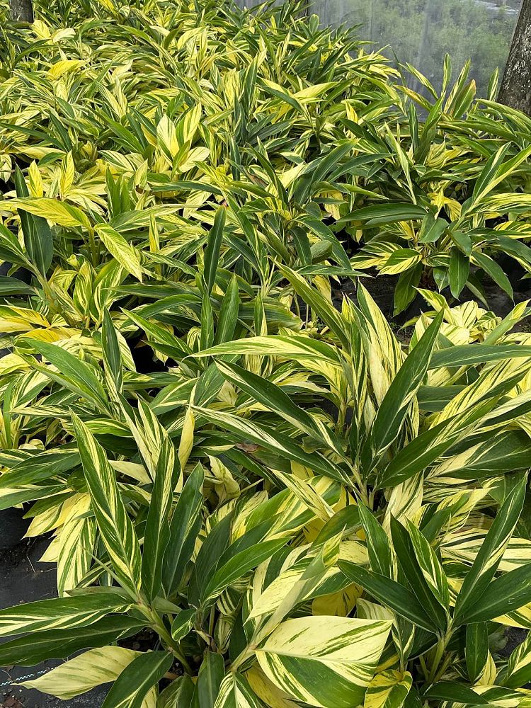 alpinia-zerumbet-variegata-shell-ginger-variegated