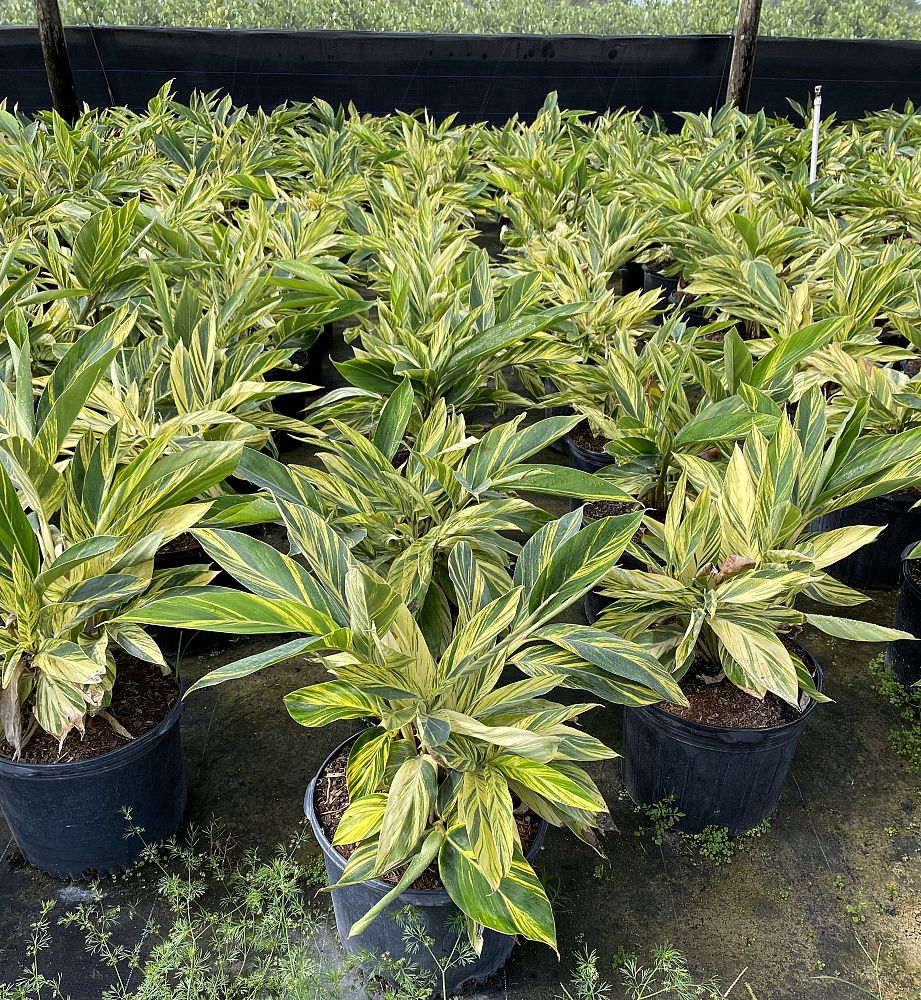 alpinia-zerumbet-variegata-shell-ginger-variegated