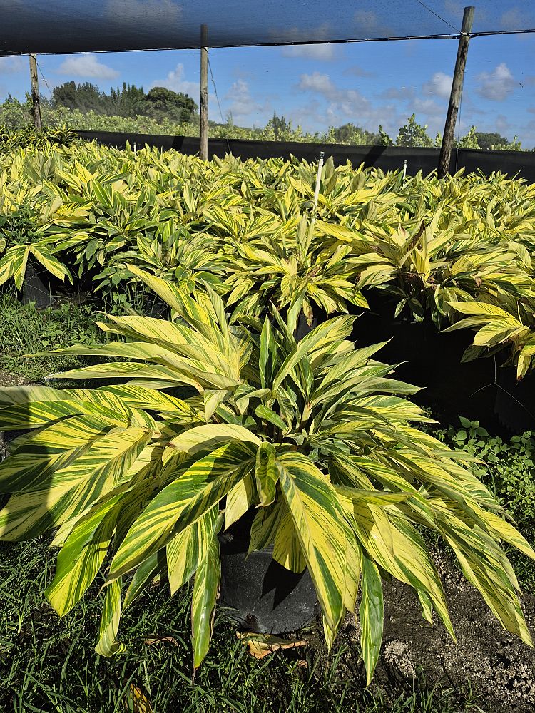 alpinia-zerumbet-variegata-shell-ginger-variegated