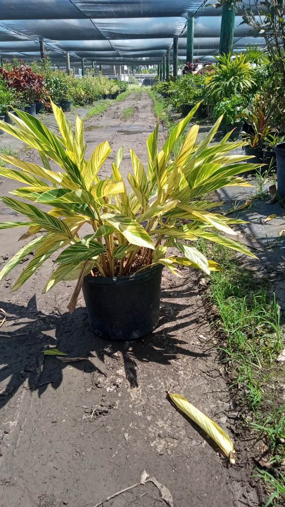 alpinia-zerumbet-variegata-shell-ginger-variegated