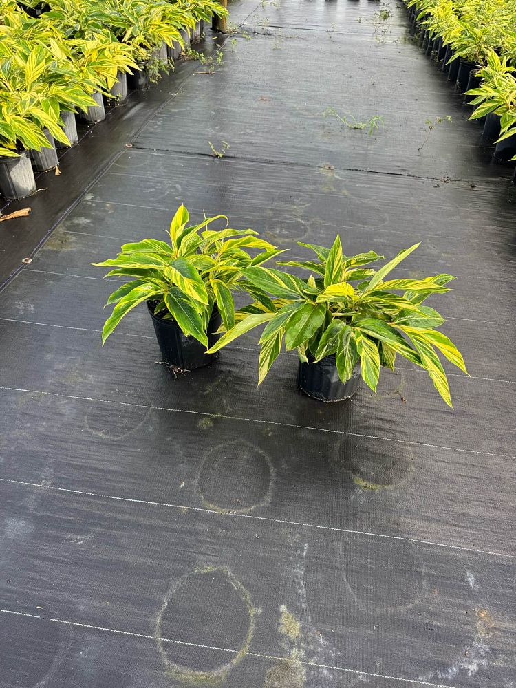 alpinia-zerumbet-variegata-shell-ginger-variegated