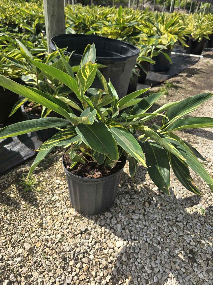 alpinia-zerumbet-variegata-shell-ginger-variegated