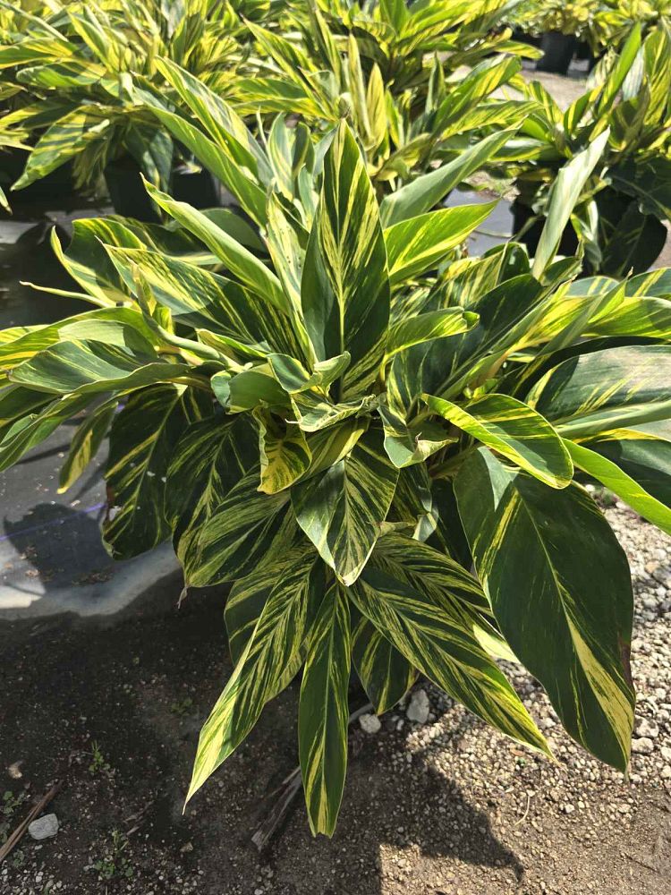 alpinia-zerumbet-variegata-shell-ginger-variegated