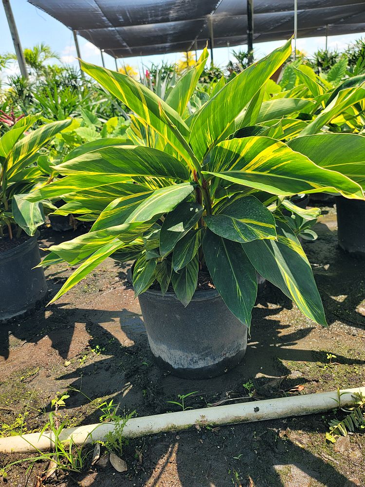 alpinia-zerumbet-variegata-shell-ginger-variegated