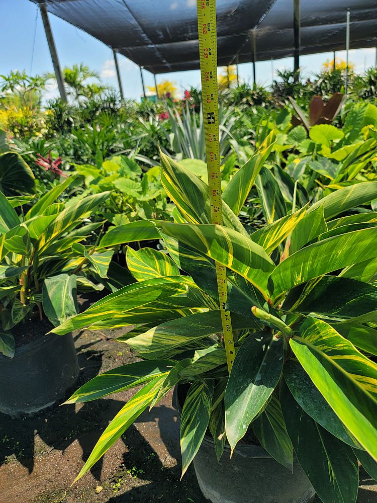 alpinia-zerumbet-variegata-shell-ginger-variegated