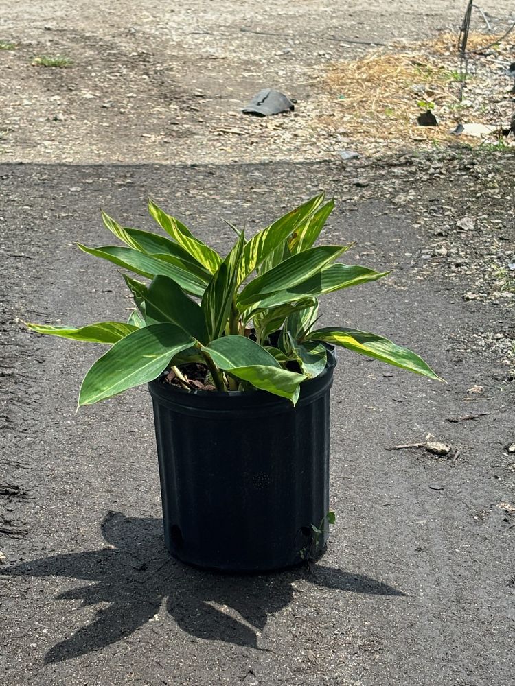alpinia-zerumbet-variegata-shell-ginger-variegated