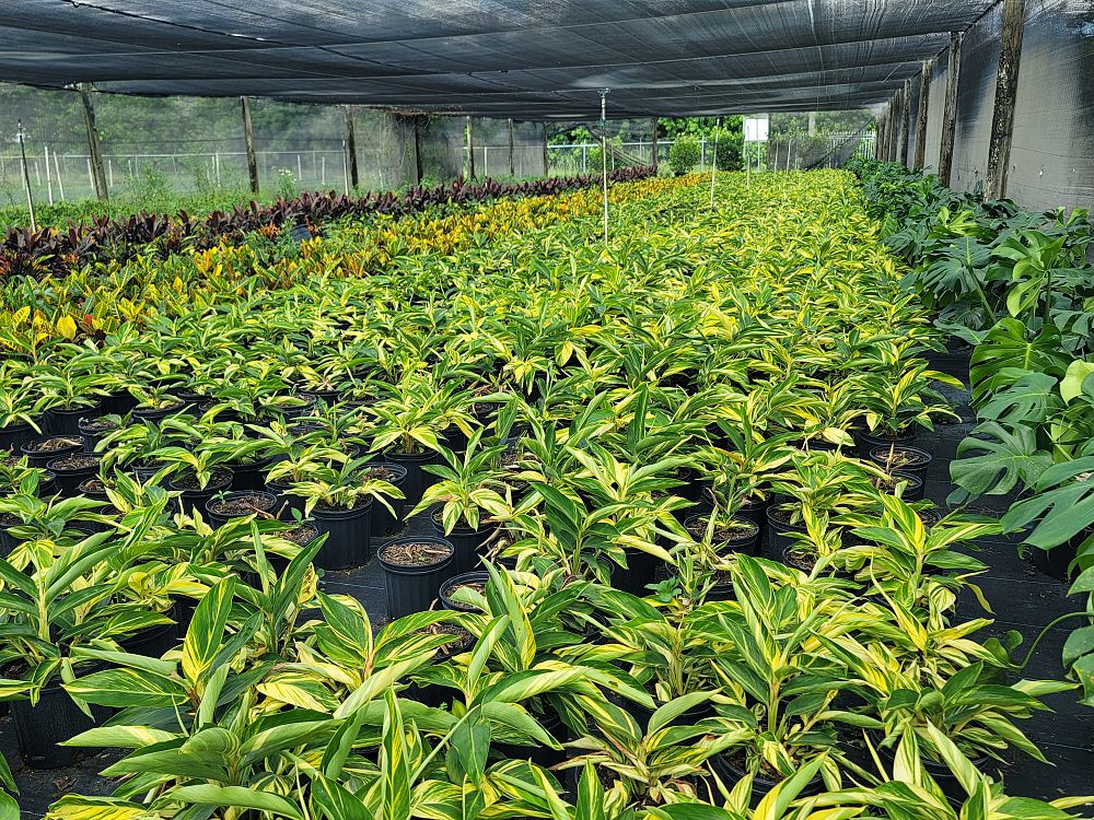 alpinia-zerumbet-variegata-shell-ginger-variegated