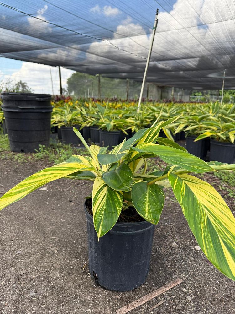 alpinia-zerumbet-variegata-shell-ginger-variegated