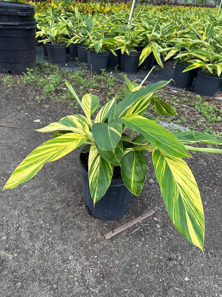 alpinia-zerumbet-variegata-shell-ginger-variegated