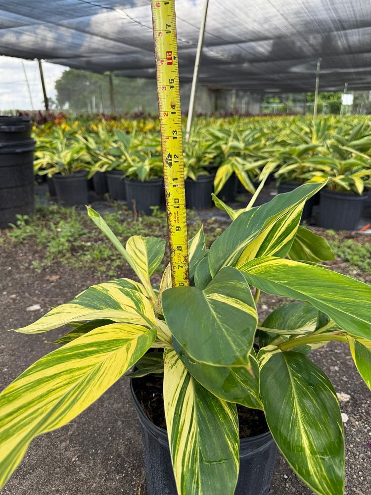 alpinia-zerumbet-variegata-shell-ginger-variegated