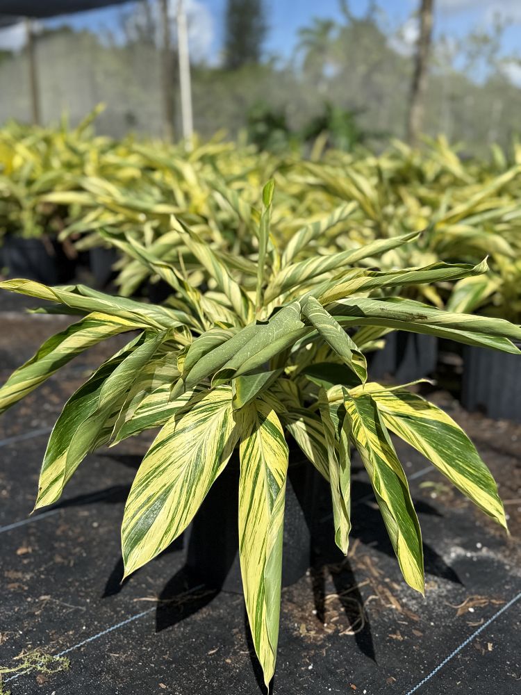 alpinia-zerumbet-variegata-shell-ginger-variegated