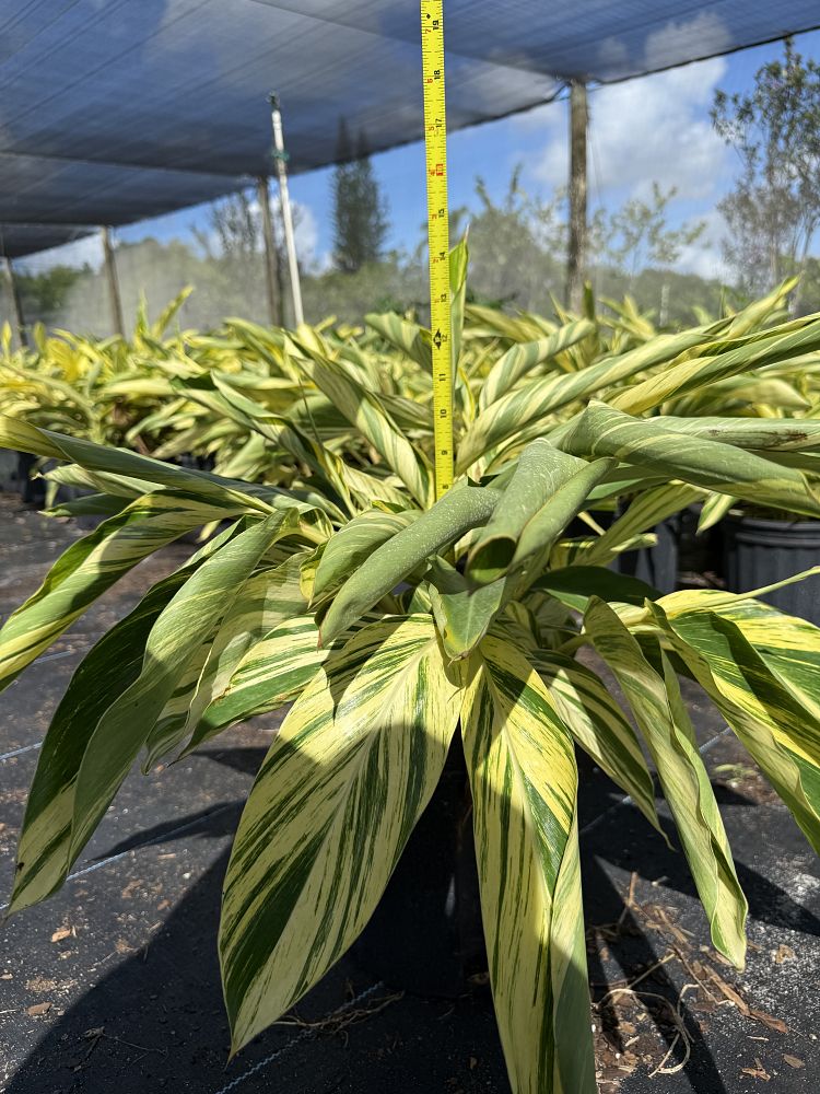 alpinia-zerumbet-variegata-shell-ginger-variegated