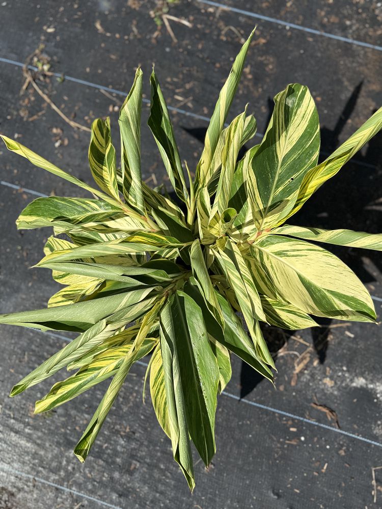 alpinia-zerumbet-variegata-shell-ginger-variegated