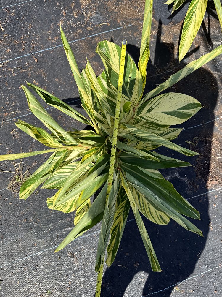 alpinia-zerumbet-variegata-shell-ginger-variegated
