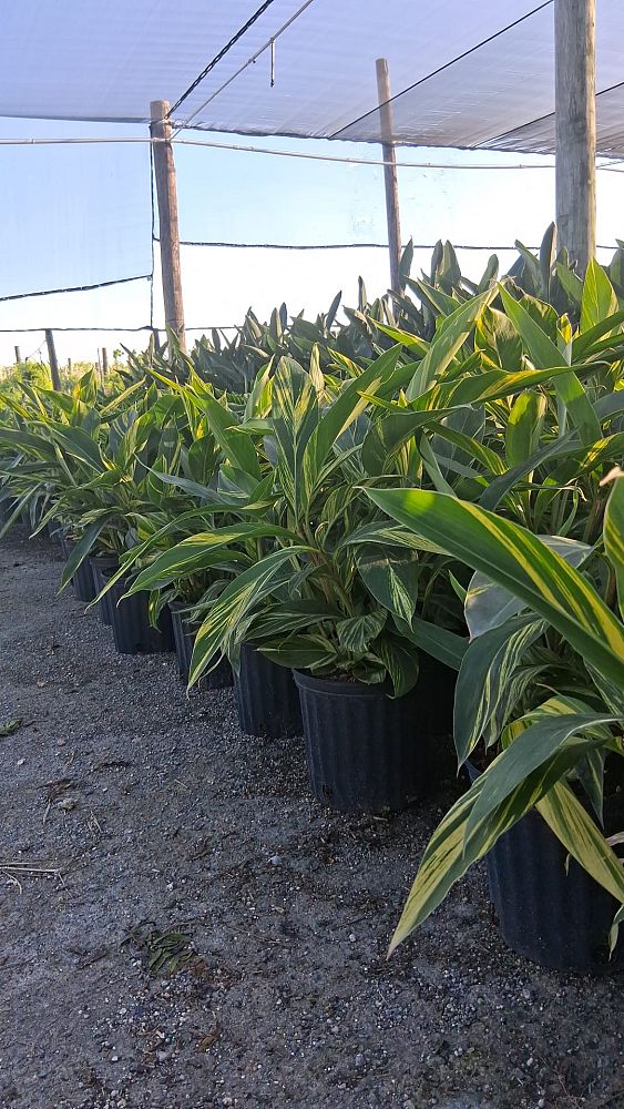 alpinia-zerumbet-variegata-shell-ginger-variegated