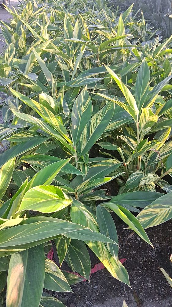 alpinia-zerumbet-variegata-shell-ginger-variegated