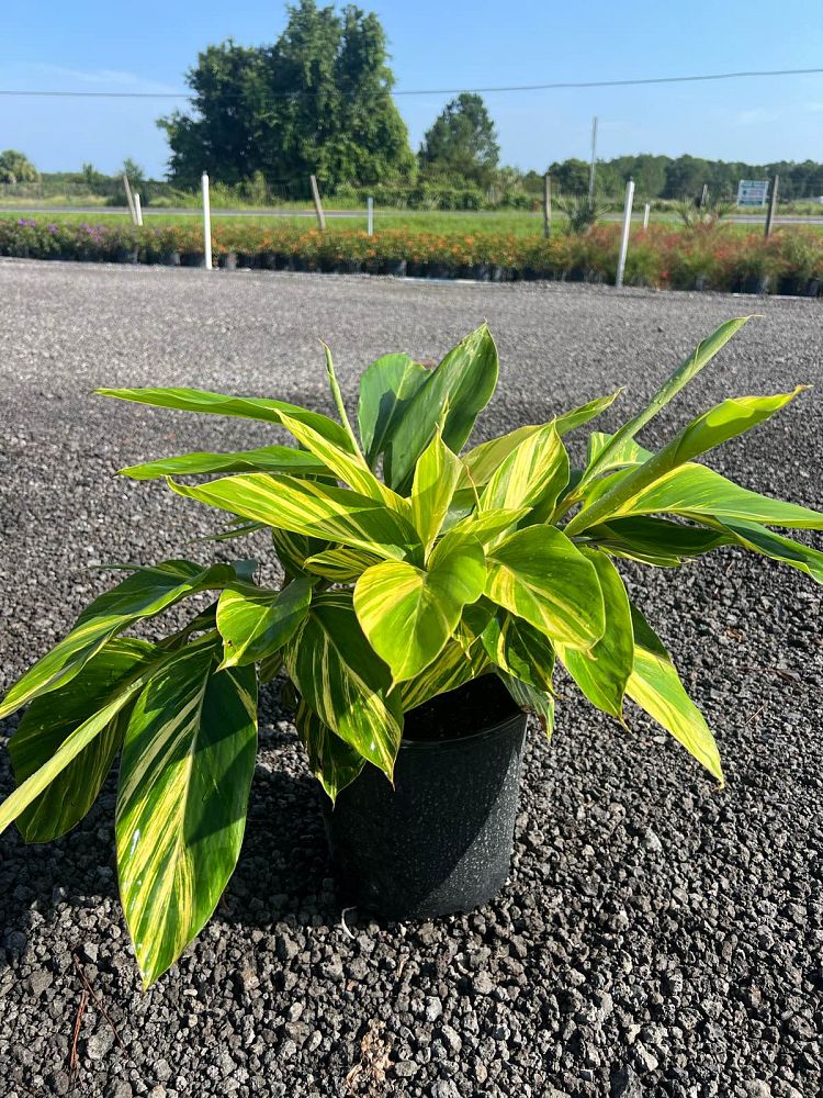 alpinia-zerumbet-variegata-shell-ginger-variegated