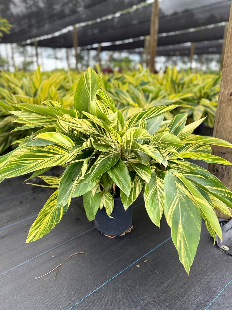 alpinia-zerumbet-variegata-shell-ginger-variegated