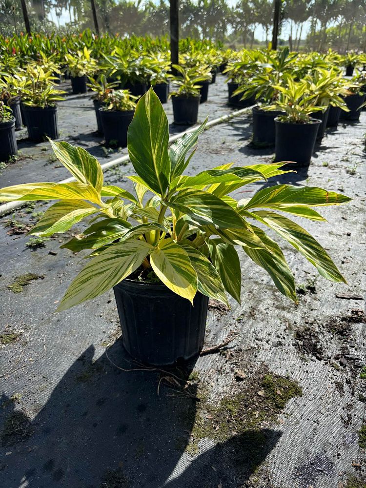 alpinia-zerumbet-variegata-shell-ginger-variegated