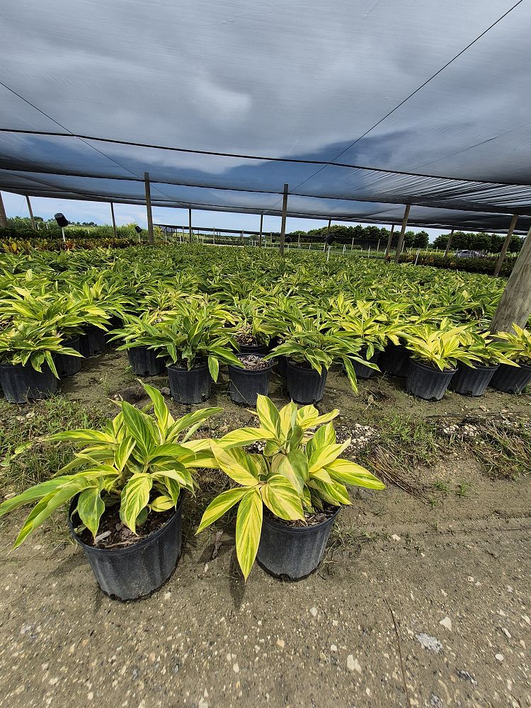 alpinia-zerumbet-variegata-shell-ginger-variegated