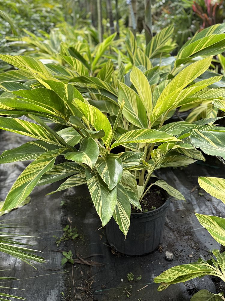 alpinia-zerumbet-variegata-shell-ginger-variegated