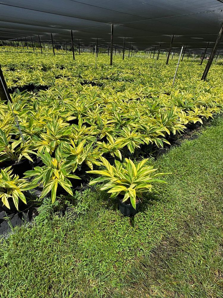 alpinia-zerumbet-variegata-shell-ginger-variegated