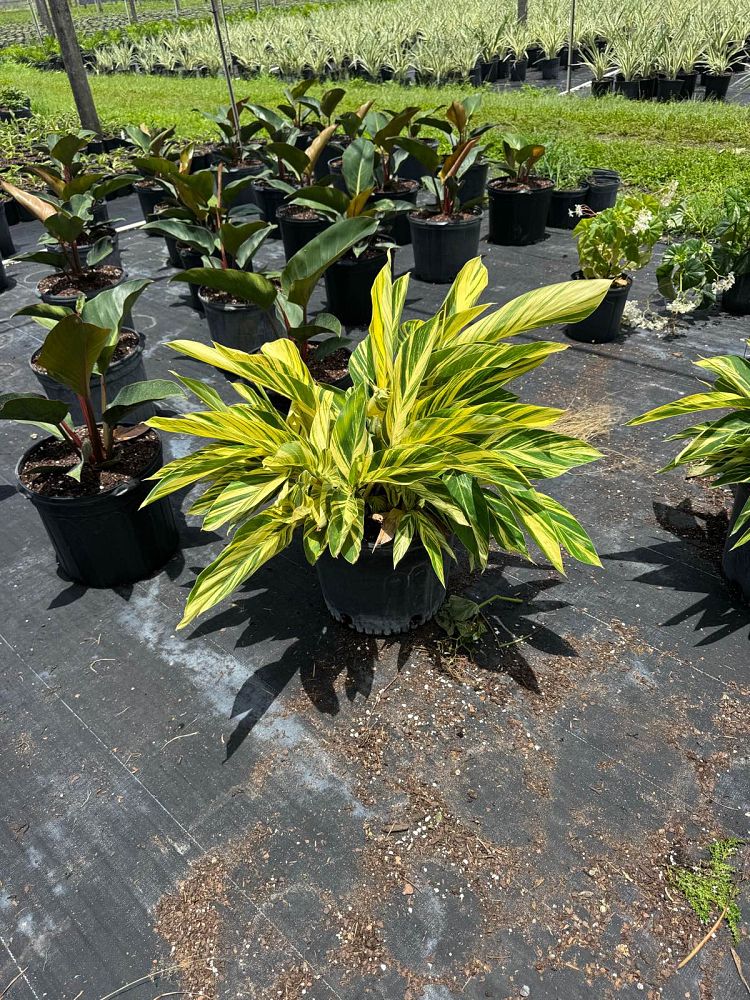 alpinia-zerumbet-variegata-shell-ginger-variegated
