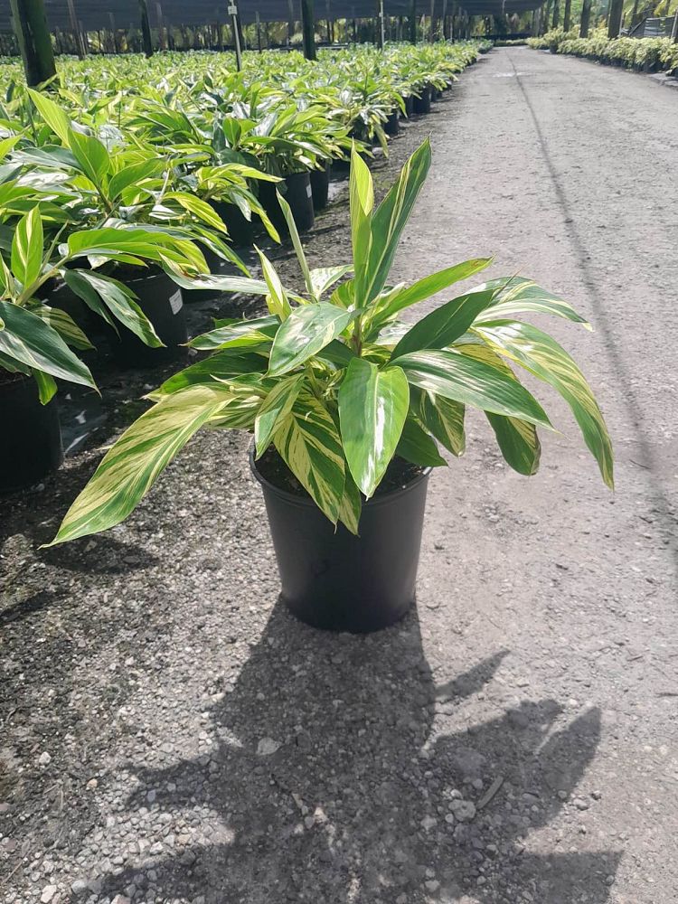 alpinia-zerumbet-variegata-shell-ginger-variegated