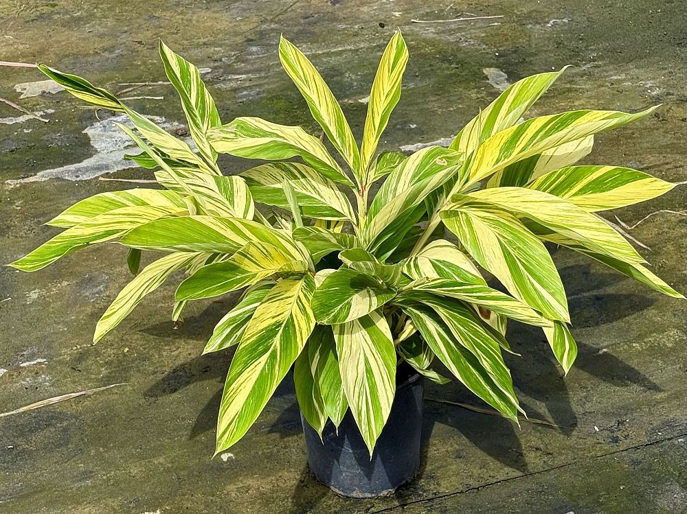alpinia-zerumbet-variegata-shell-ginger-variegated