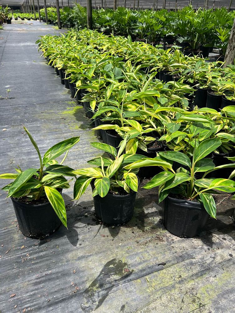 alpinia-zerumbet-variegata-shell-ginger-variegated