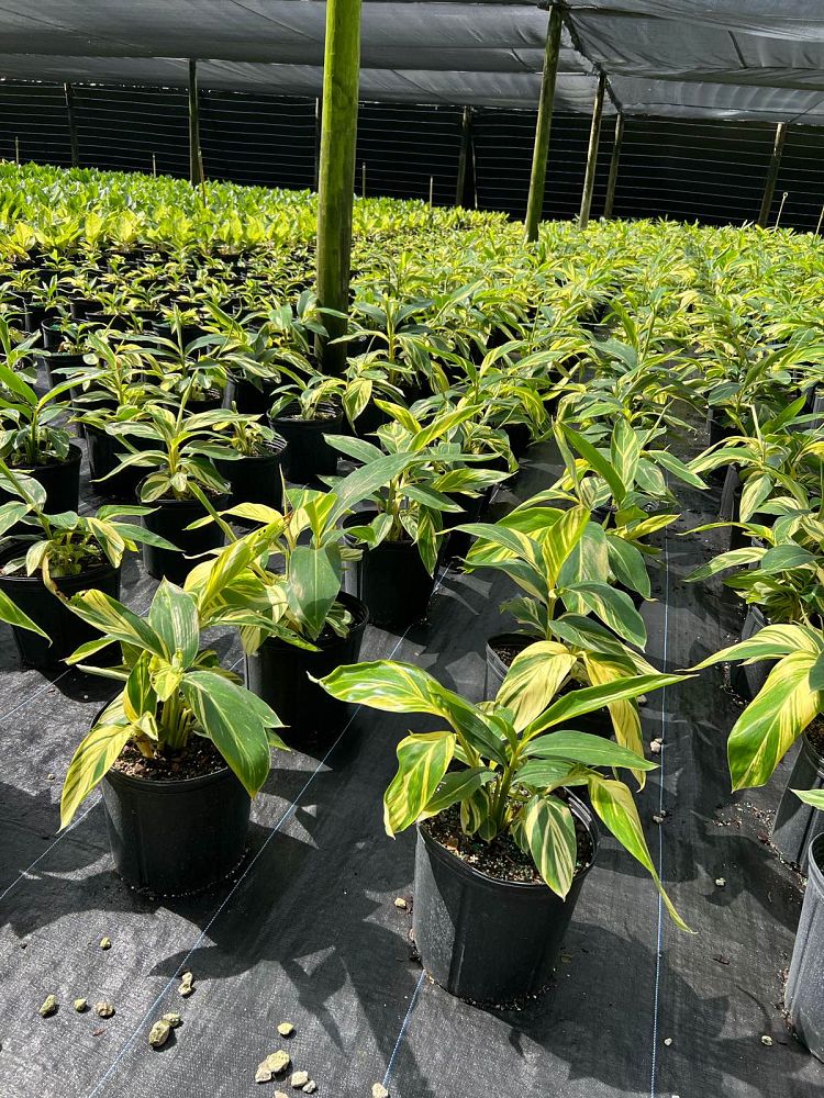alpinia-zerumbet-variegata-shell-ginger-variegated
