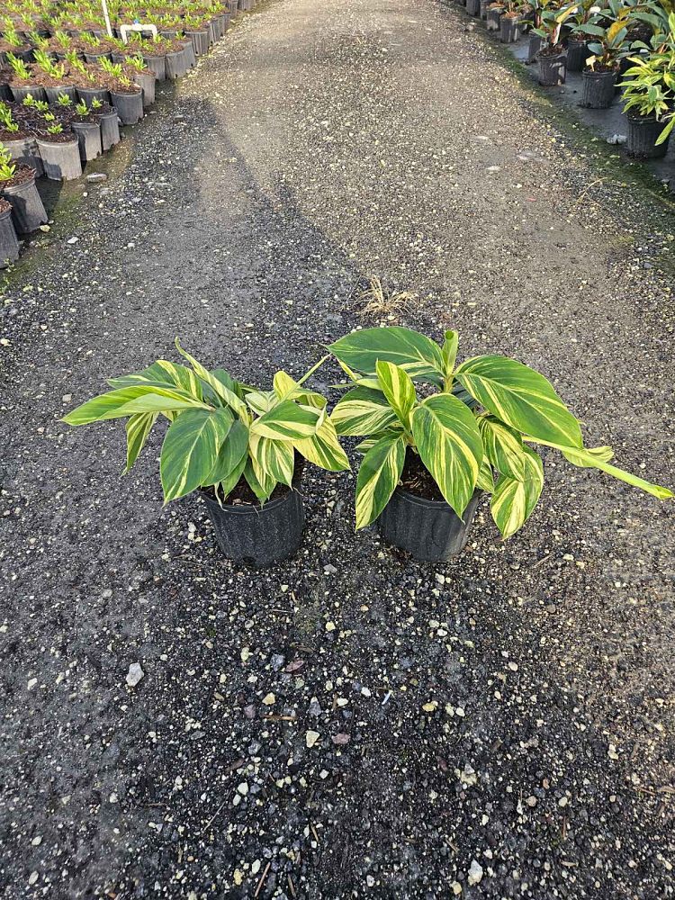 alpinia-zerumbet-variegata-shell-ginger-variegated