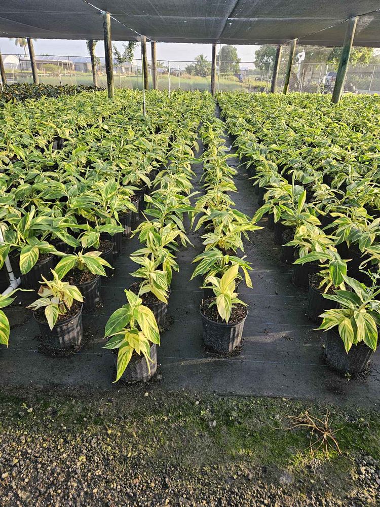 alpinia-zerumbet-variegata-shell-ginger-variegated